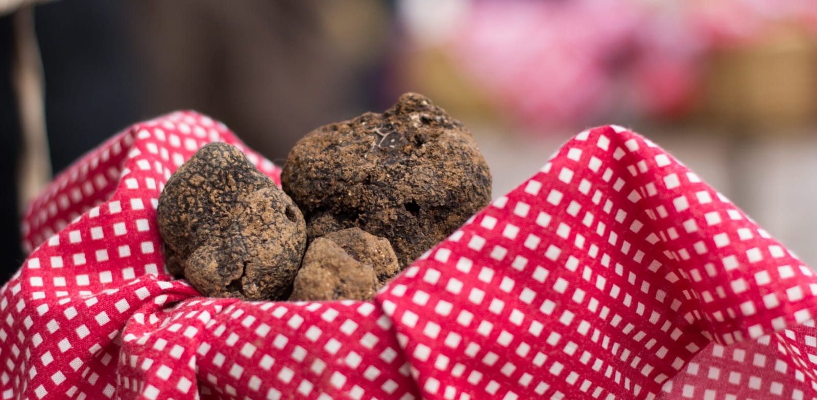 La truffe : tout savoir sur ce champignon précieux - Meilleur du Chef