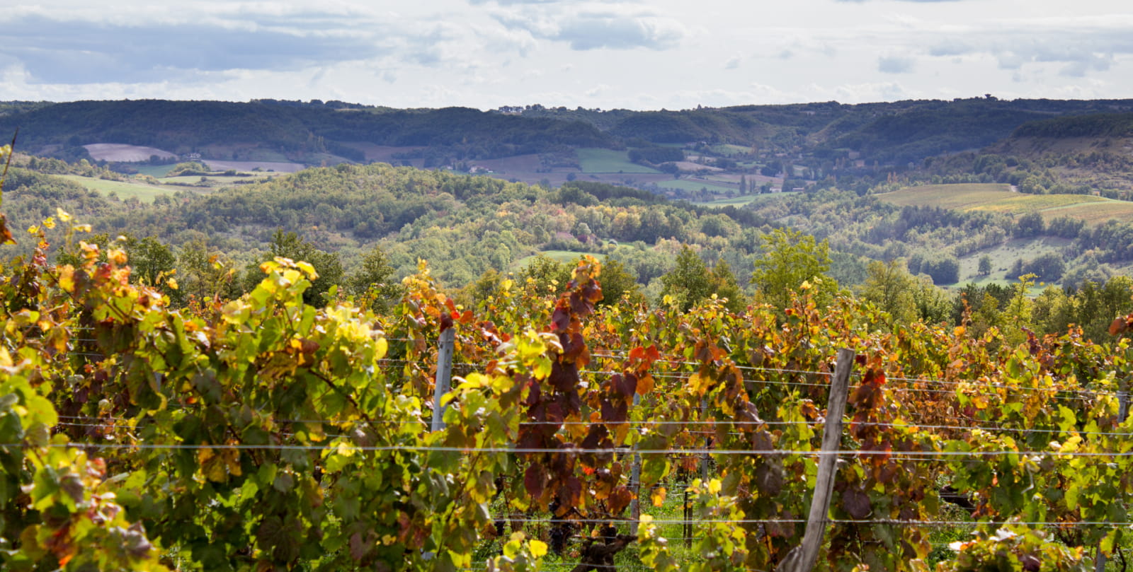 Floressas - Uitzicht op de wijngaard