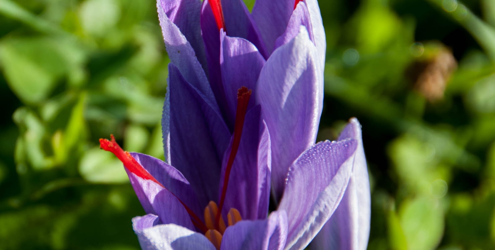 fleur-Crosus Sativus