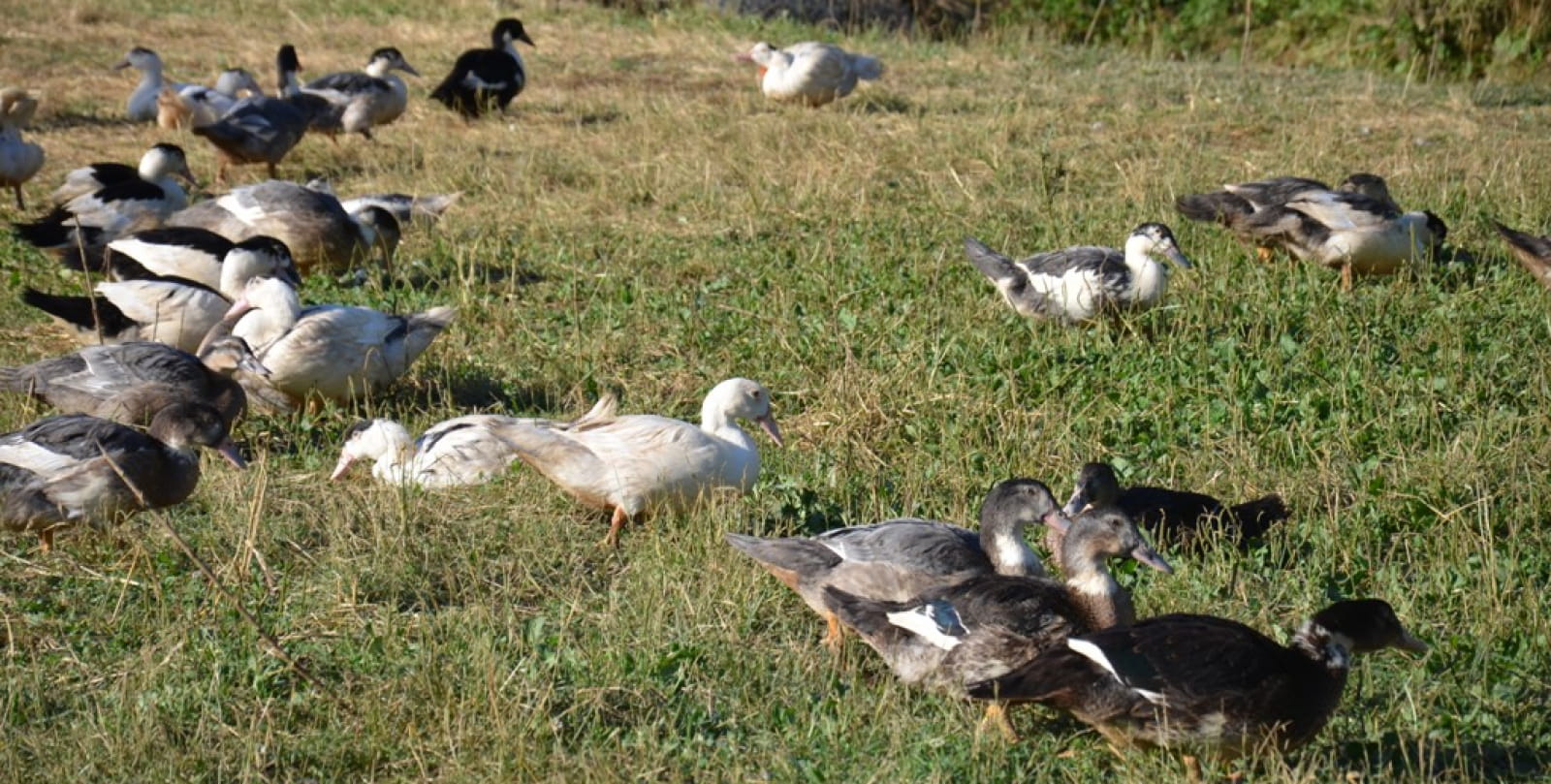 duck-farm-peyreches-quercy