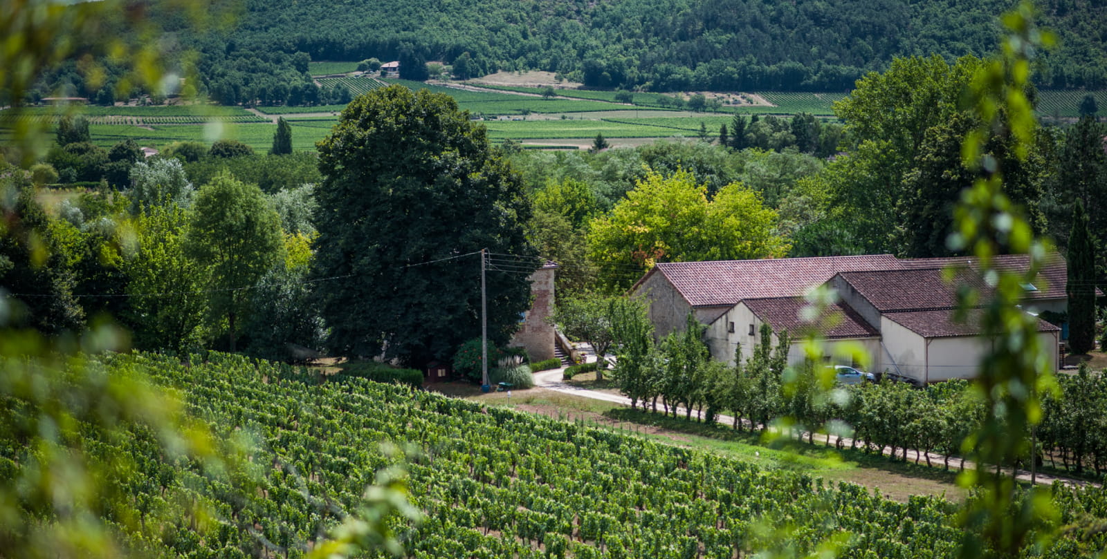 Wijnstokken van Château Fantou in Prayssac_04 © Lot Tourisme - C. OOR