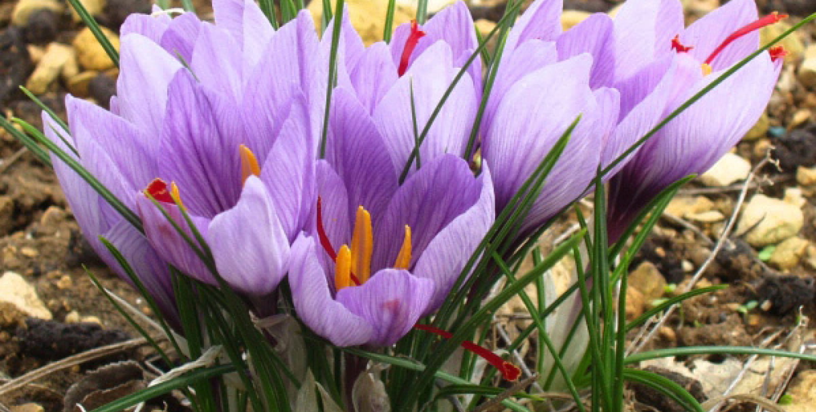 Saffron bouquet