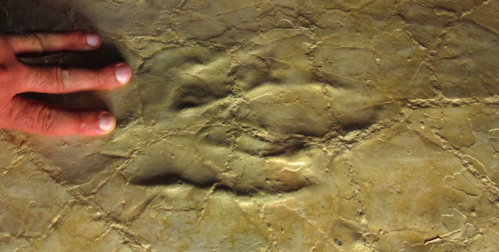 Pterosaurios Playa Crayssac