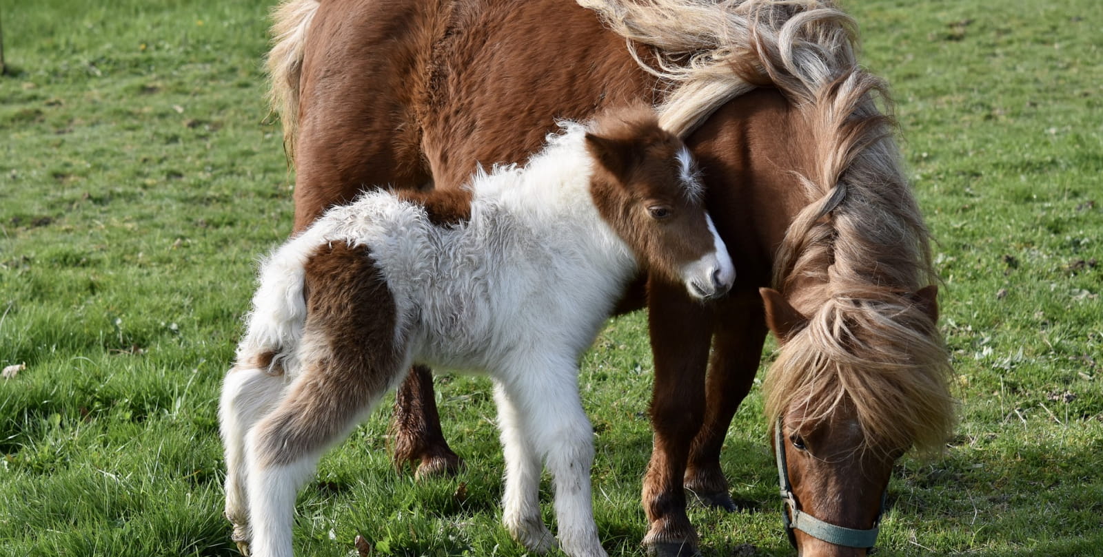 shetland-ponies