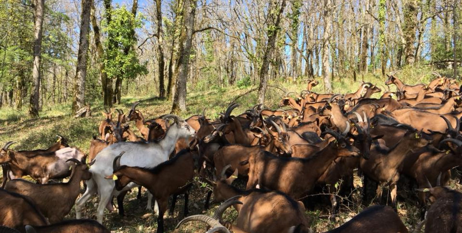 Létou goat farm in St Cirq Lapopie